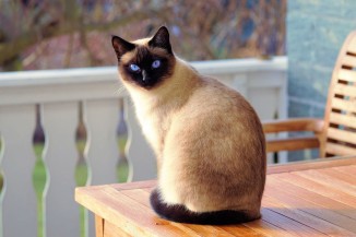 cat table